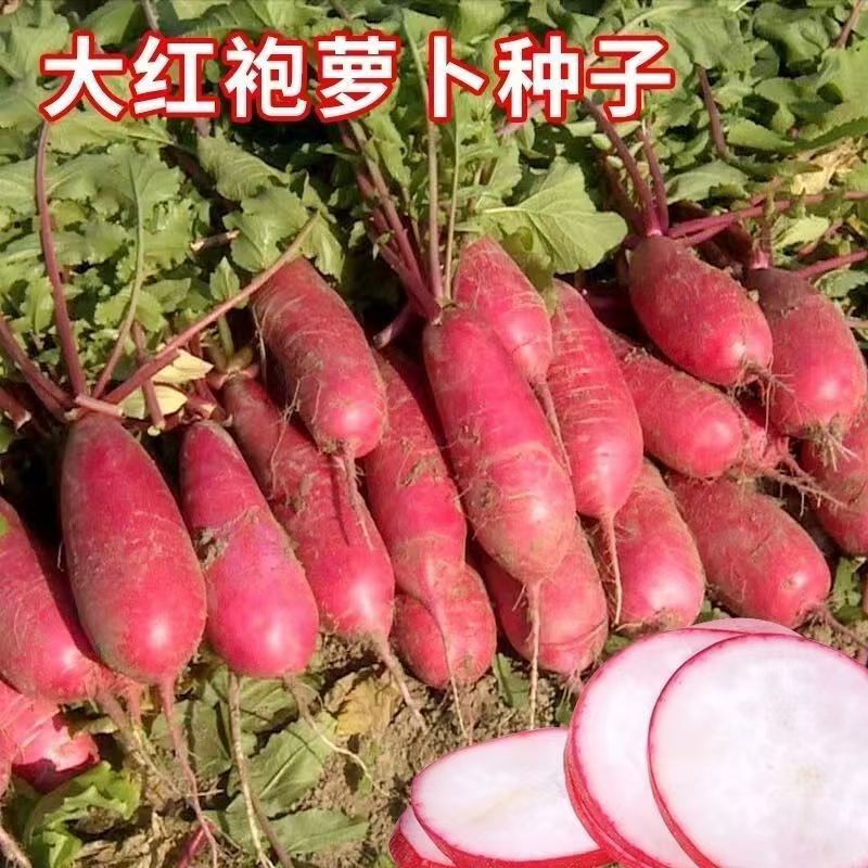 大红袍萝卜种子满身红萝卜种子秋冬季萝卜种籽红皮白肉田园萝卜种