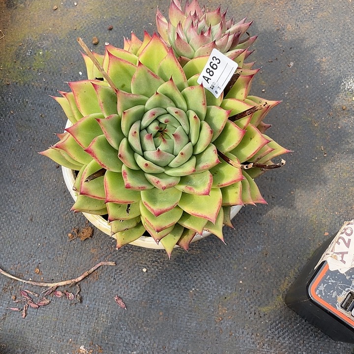 若如东云单拍A863