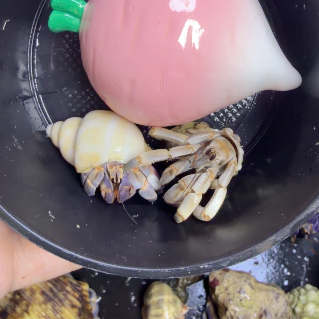 谢谢开饭专属萝卜头