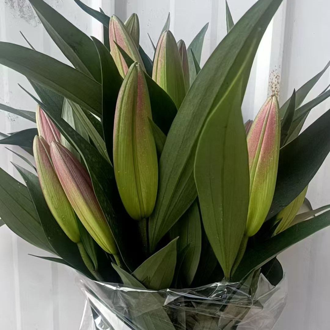 【福建百合基地现采现发】广州福建今天拍明天到京东包邮