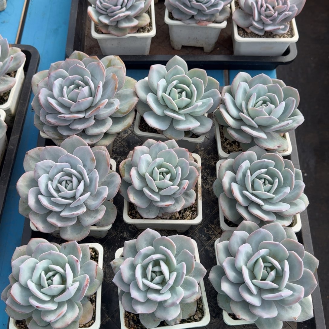 韩奶。拍1发9。粗桩。包正版