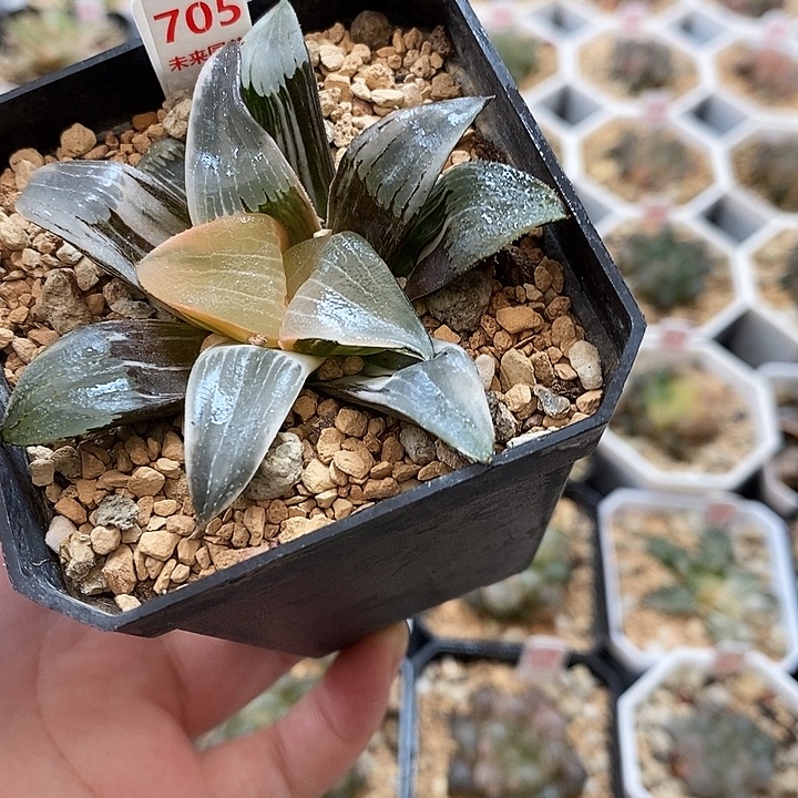 705裹实生克锦一物一拍