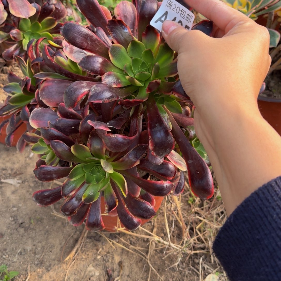 435多肉植物捧花的时候