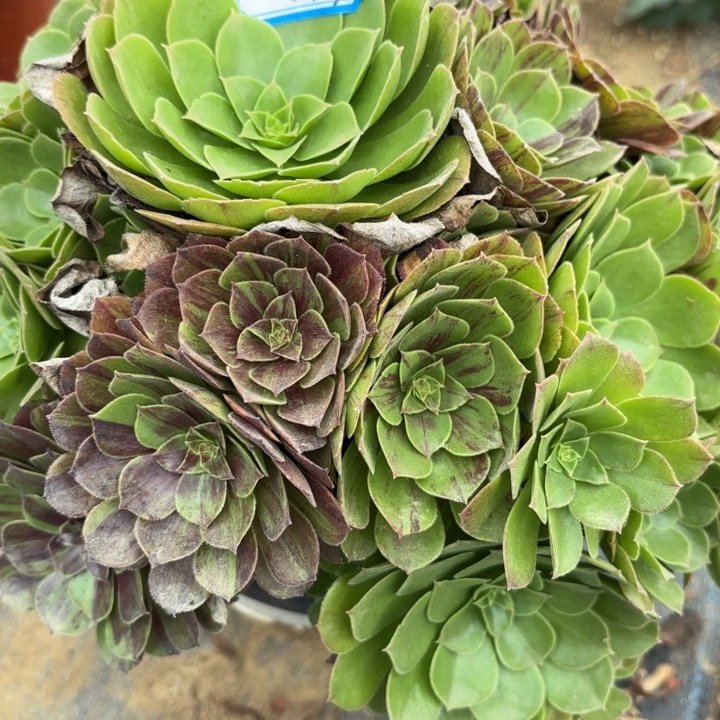 花月夜多肉不包损43