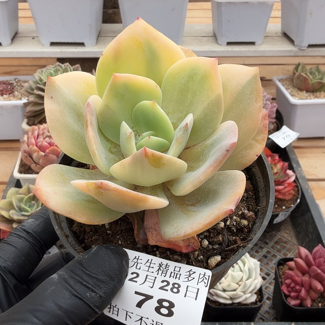 1228-78白风锦单头