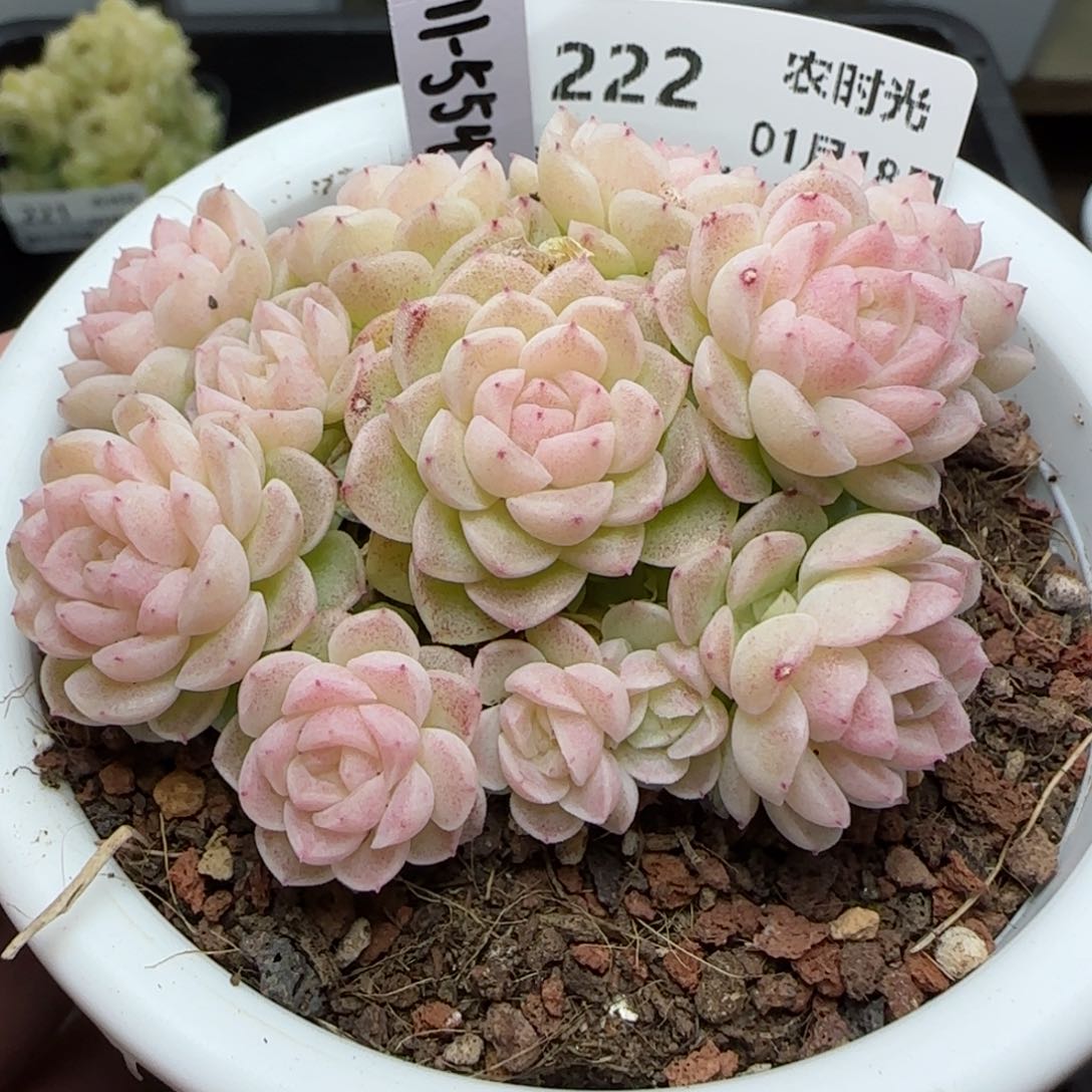 0118-222（M1-554）