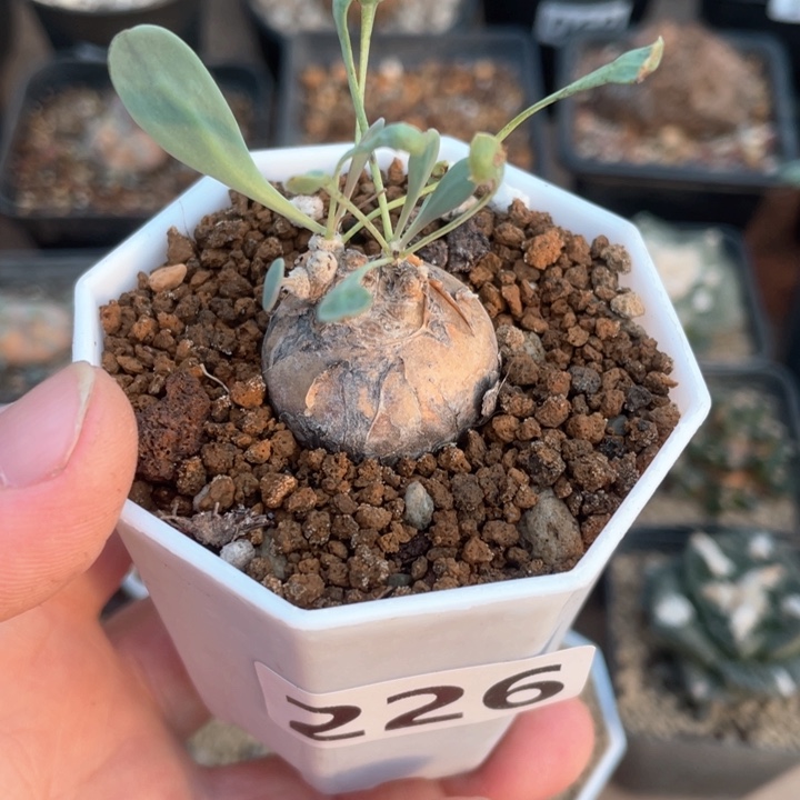 226产地开普敦厚墩菊