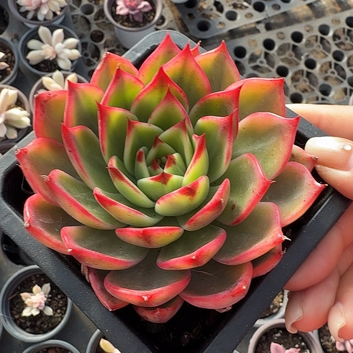 凑单用桃花锦 腹轮锦