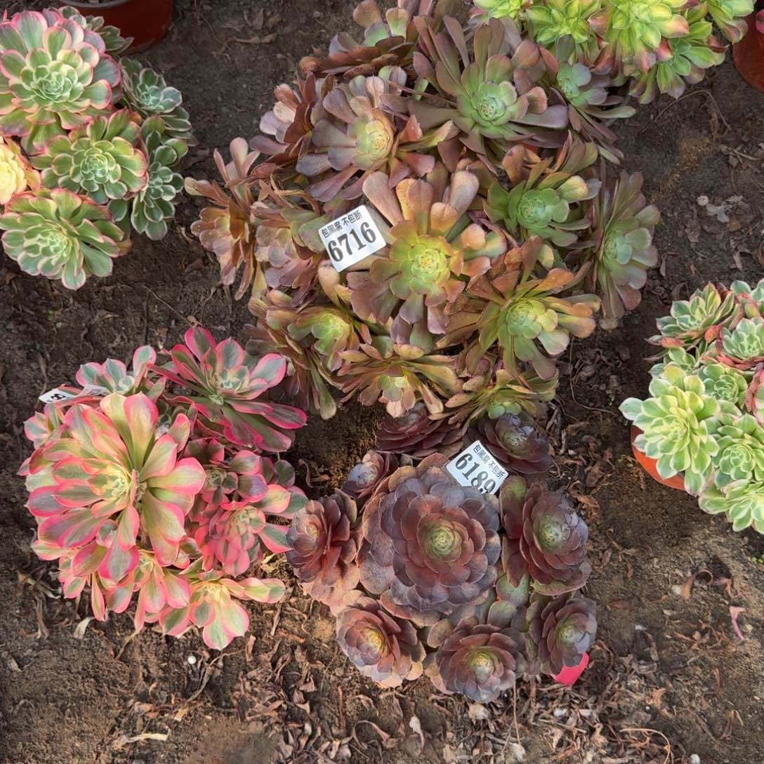 法师3颗6716 19-18