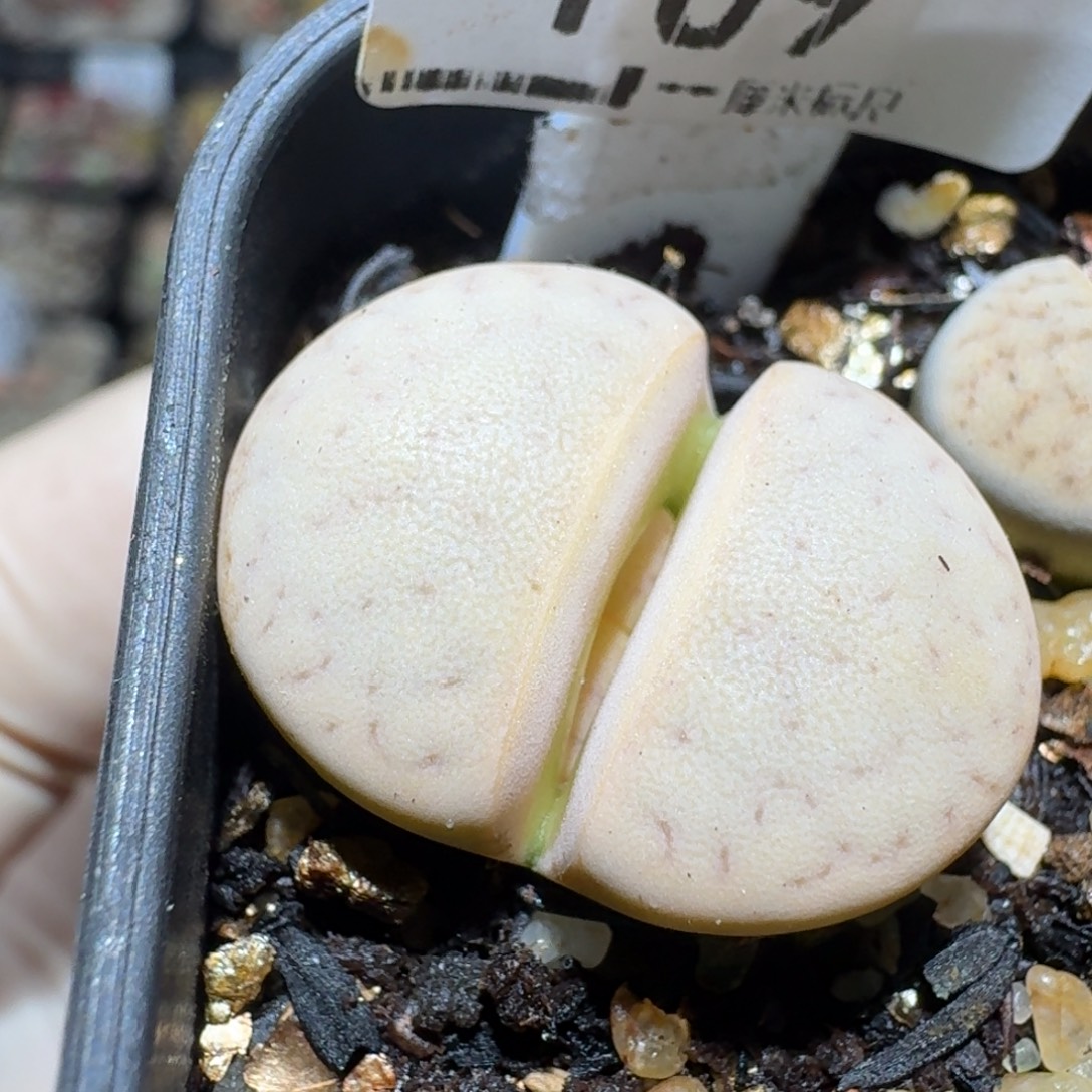 zzz好可爱的生石花109