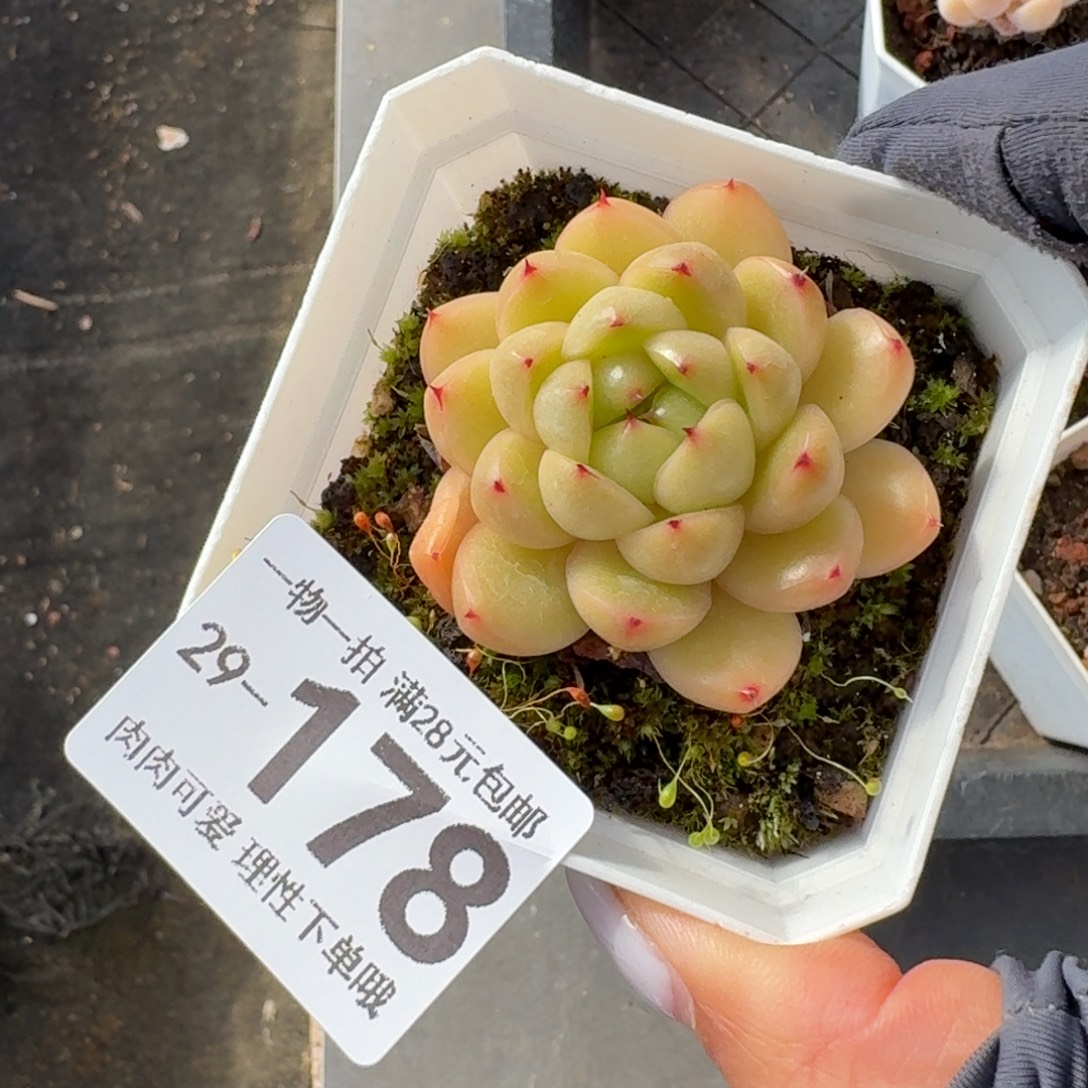 莱拉无盆土发货无