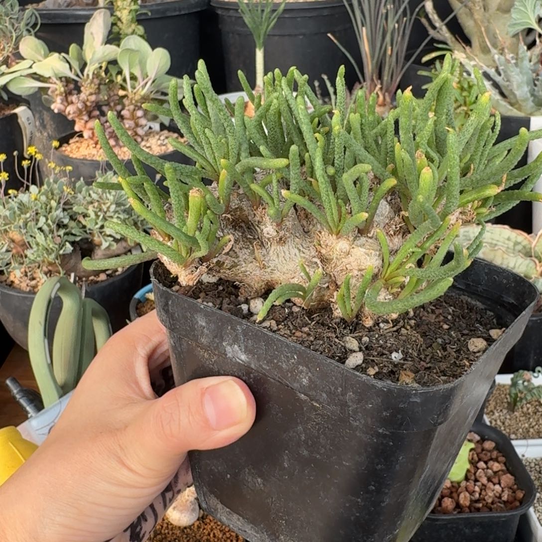 大天赐块根多肉植物