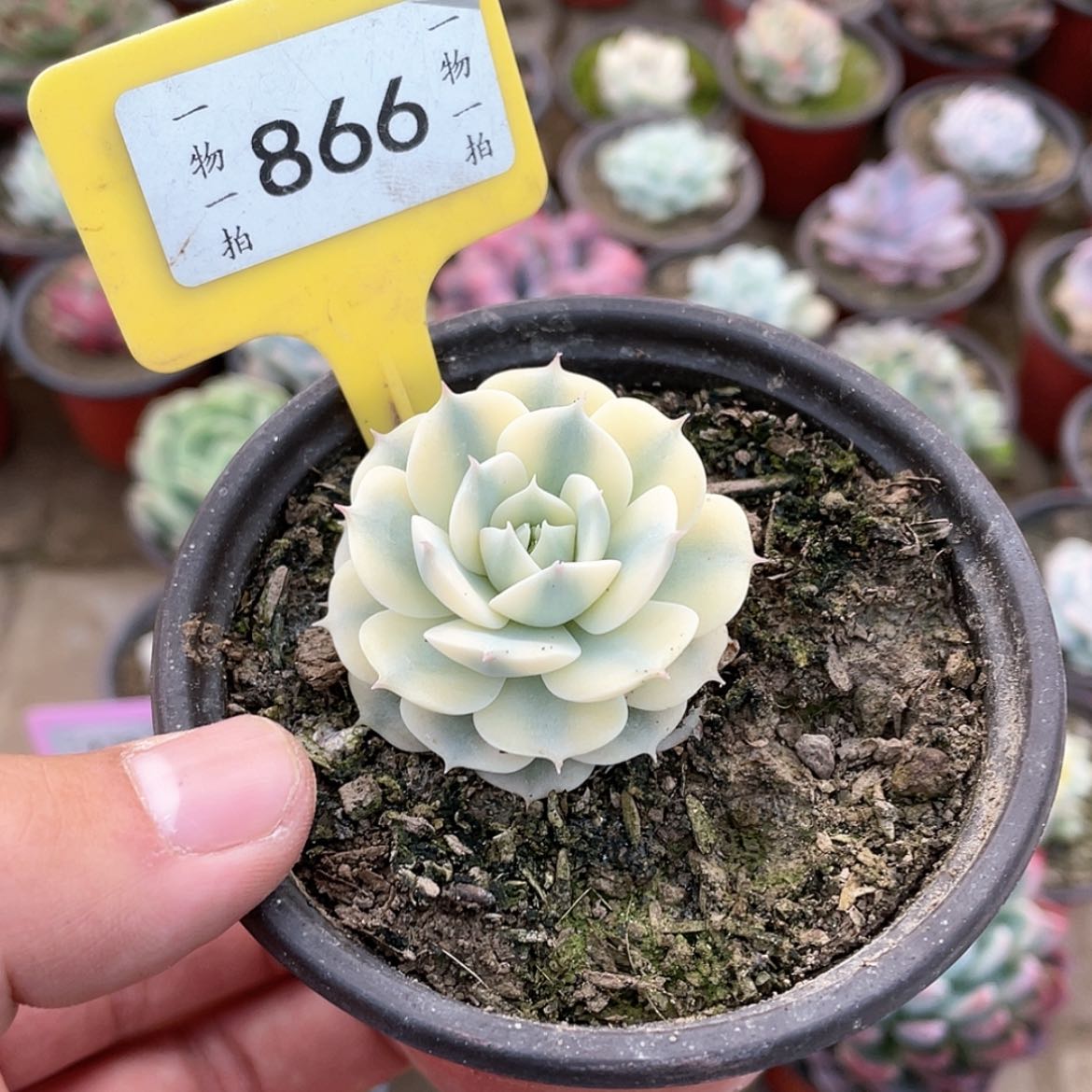 【闪购商品】?**?866号