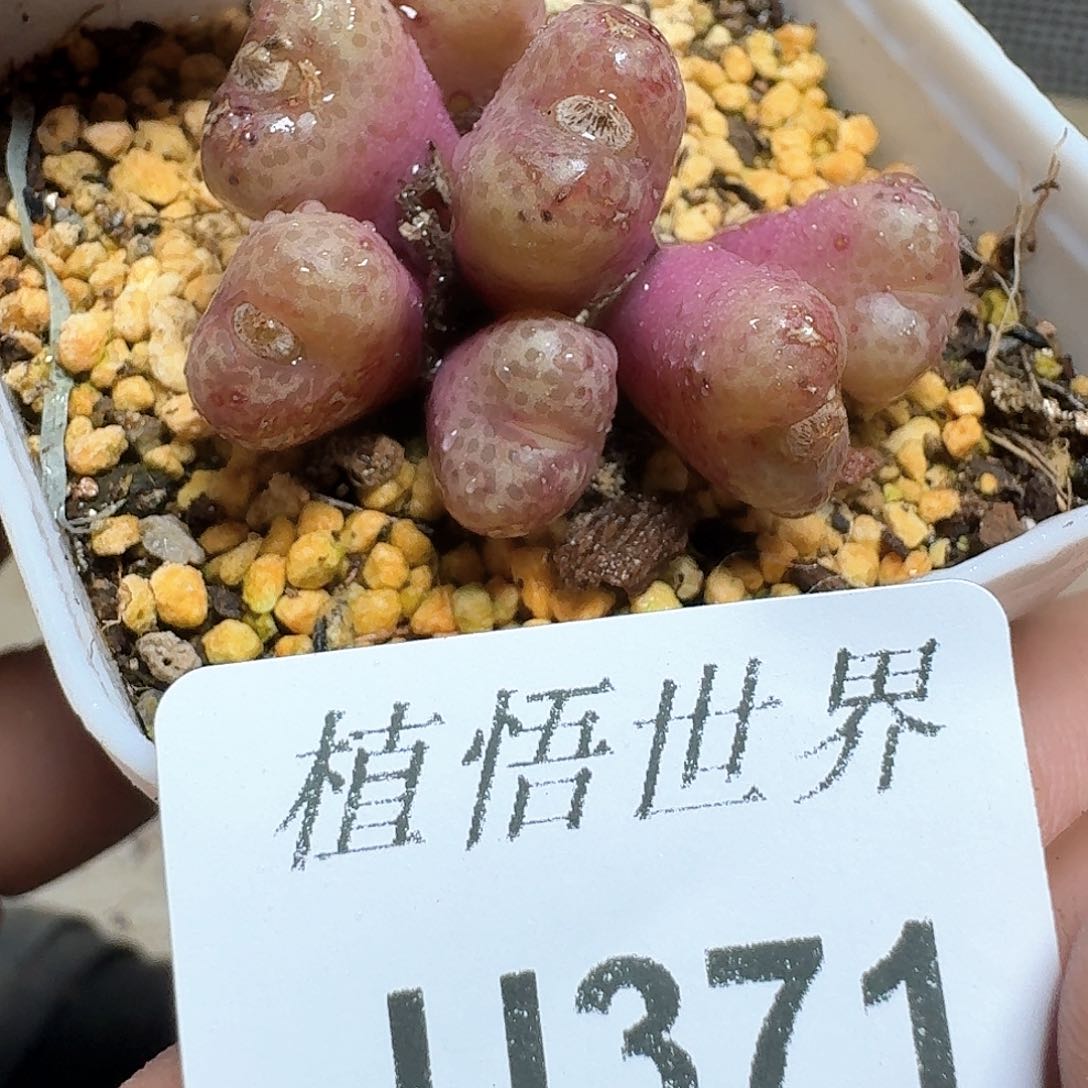 371盒多肉植物哇f g