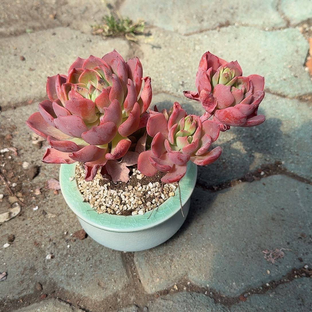 甜心带盆多肉泥警精品