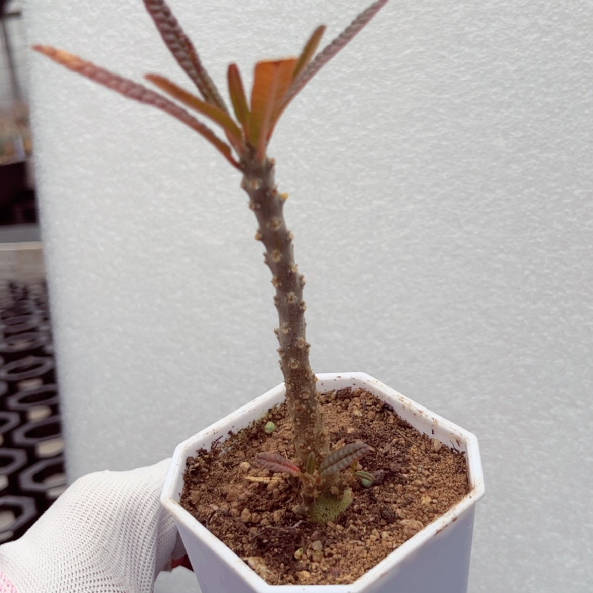 【闪购商品】泡泡叶漏价