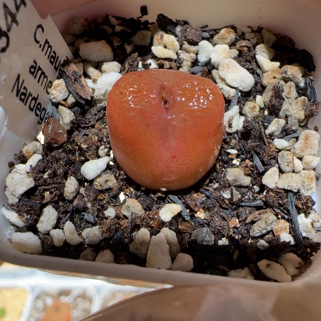 肉锥多肉植物百科4-水蜜桃413