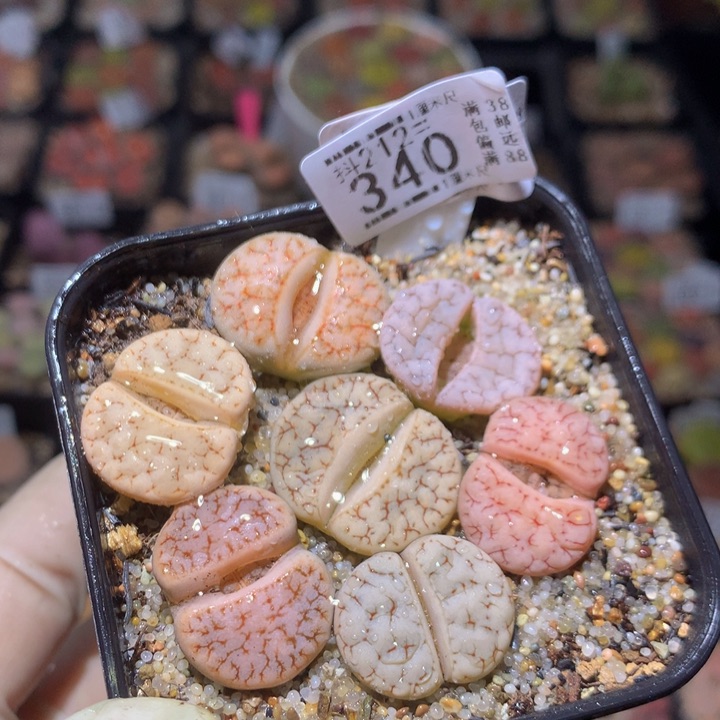 元宵节快乐212.340