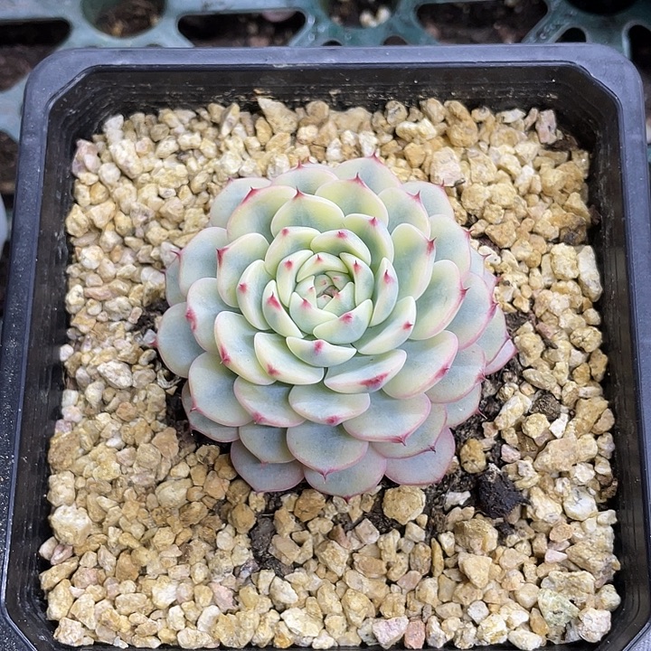 0***2姬莲锦一物一拍锦龙