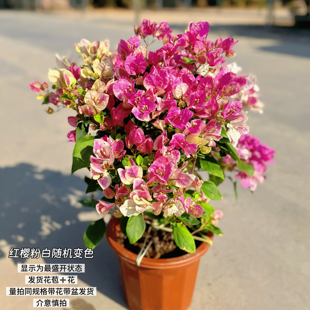 漳州红樱·b粉白变色四季开花三角梅