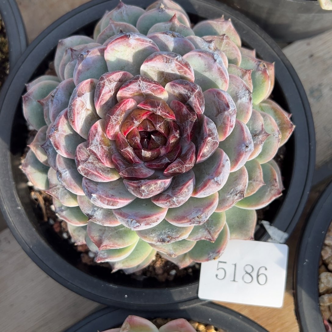 小****）5186肉肉肉肉肉肉肉肉肉