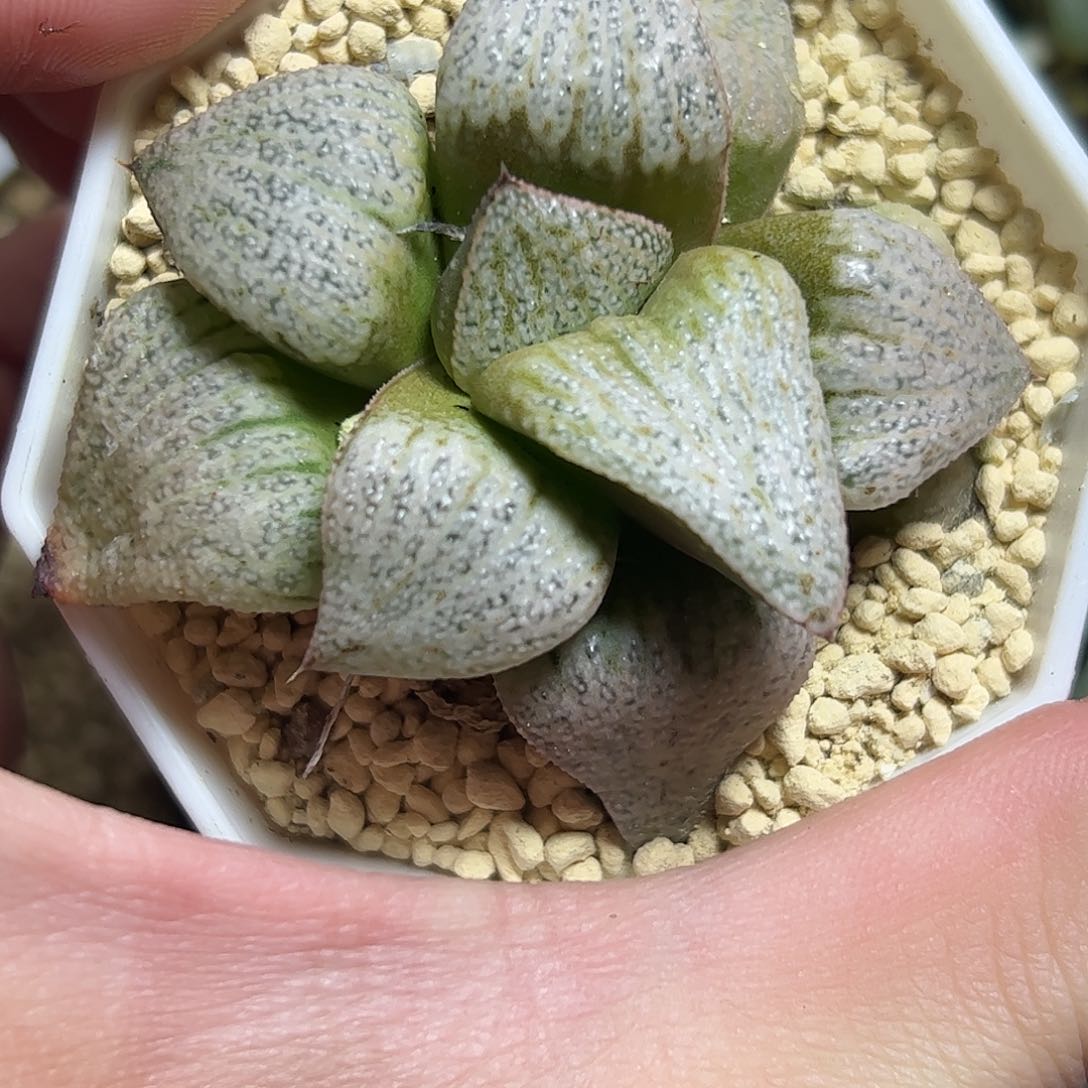 白拍子十二卷多肉植物