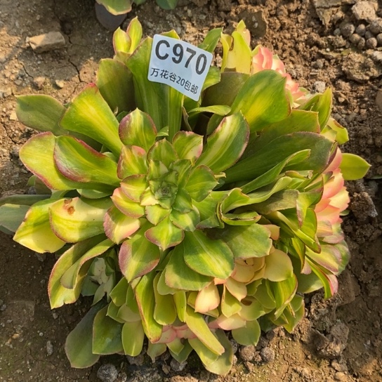 970绍修七彩多肉植物