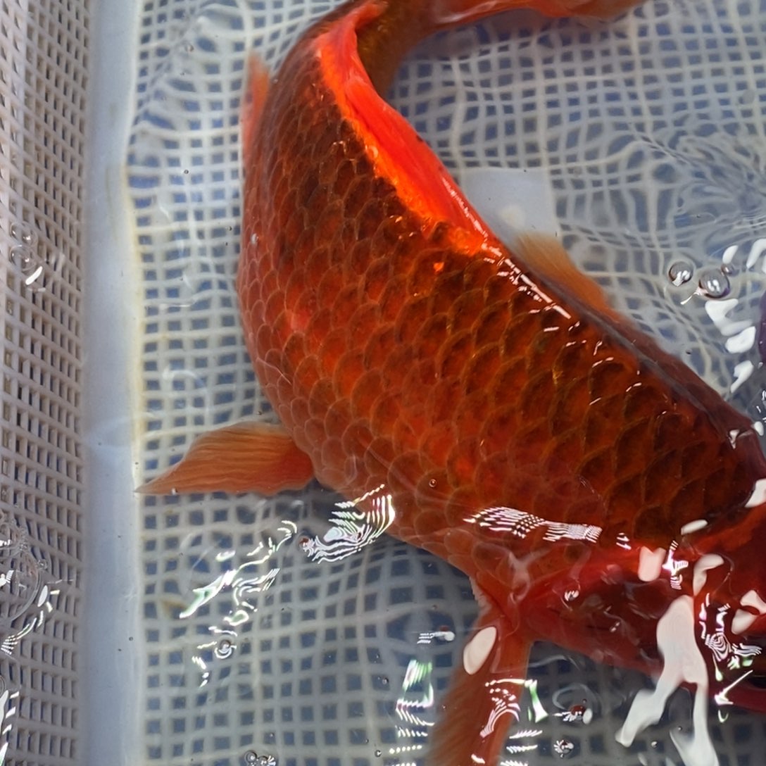 锦鲤冷水锦鲤包邮