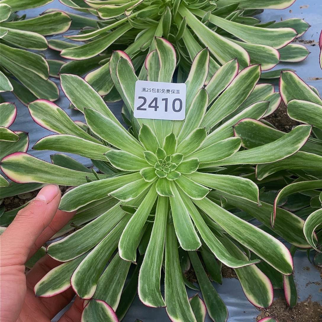 2410天合多肉植物