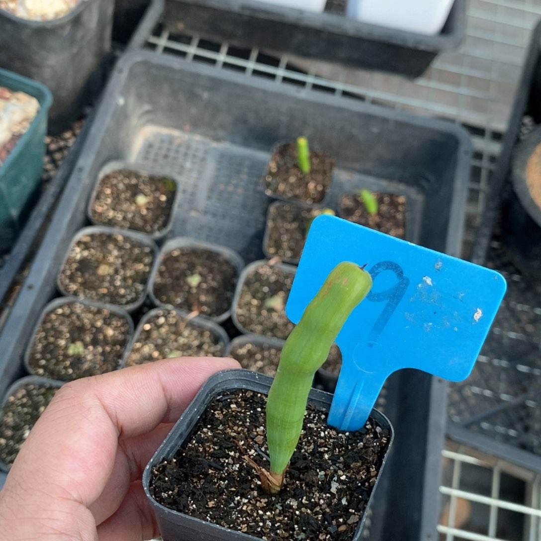 针管多肉植物一个