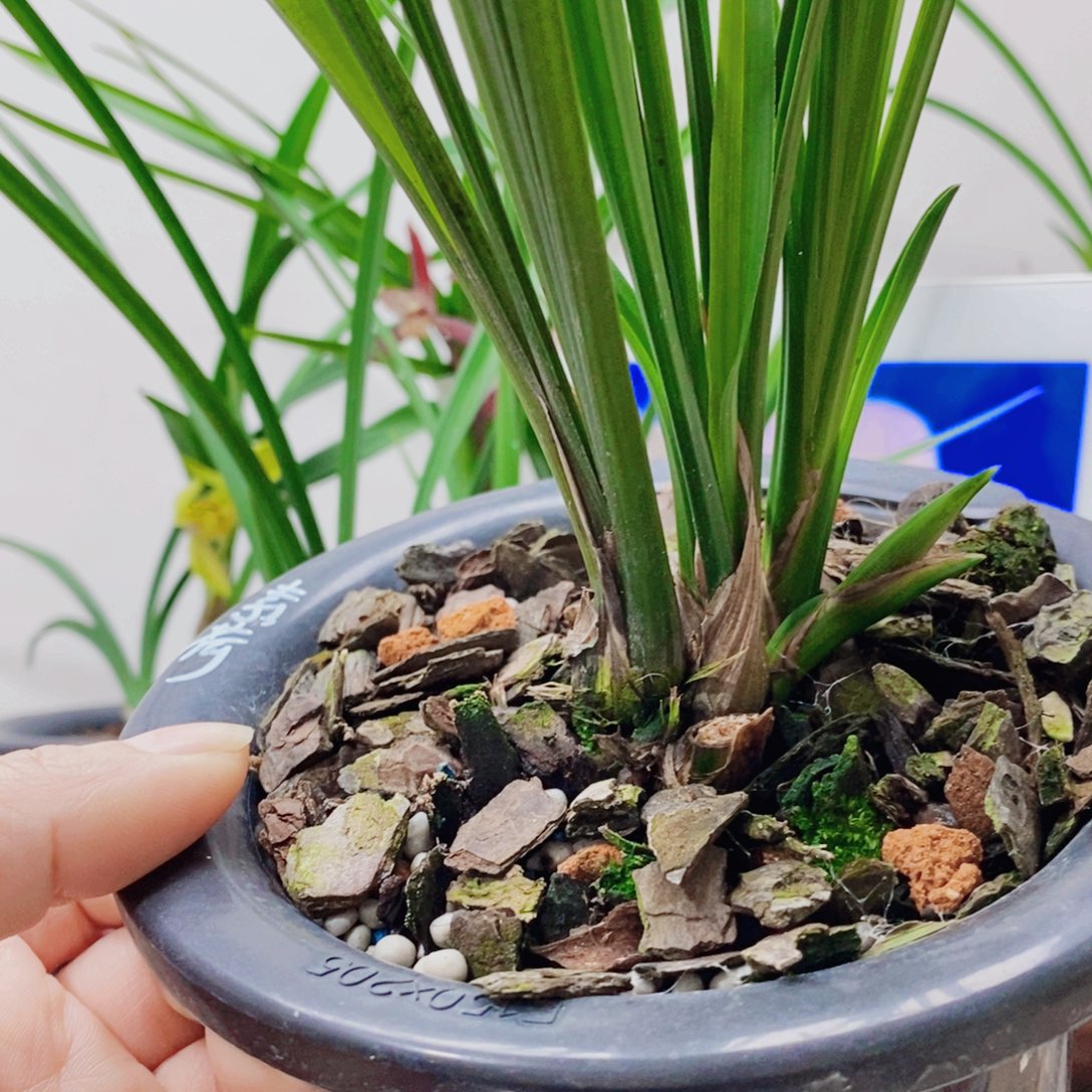 用***1大部分花苞少量开放