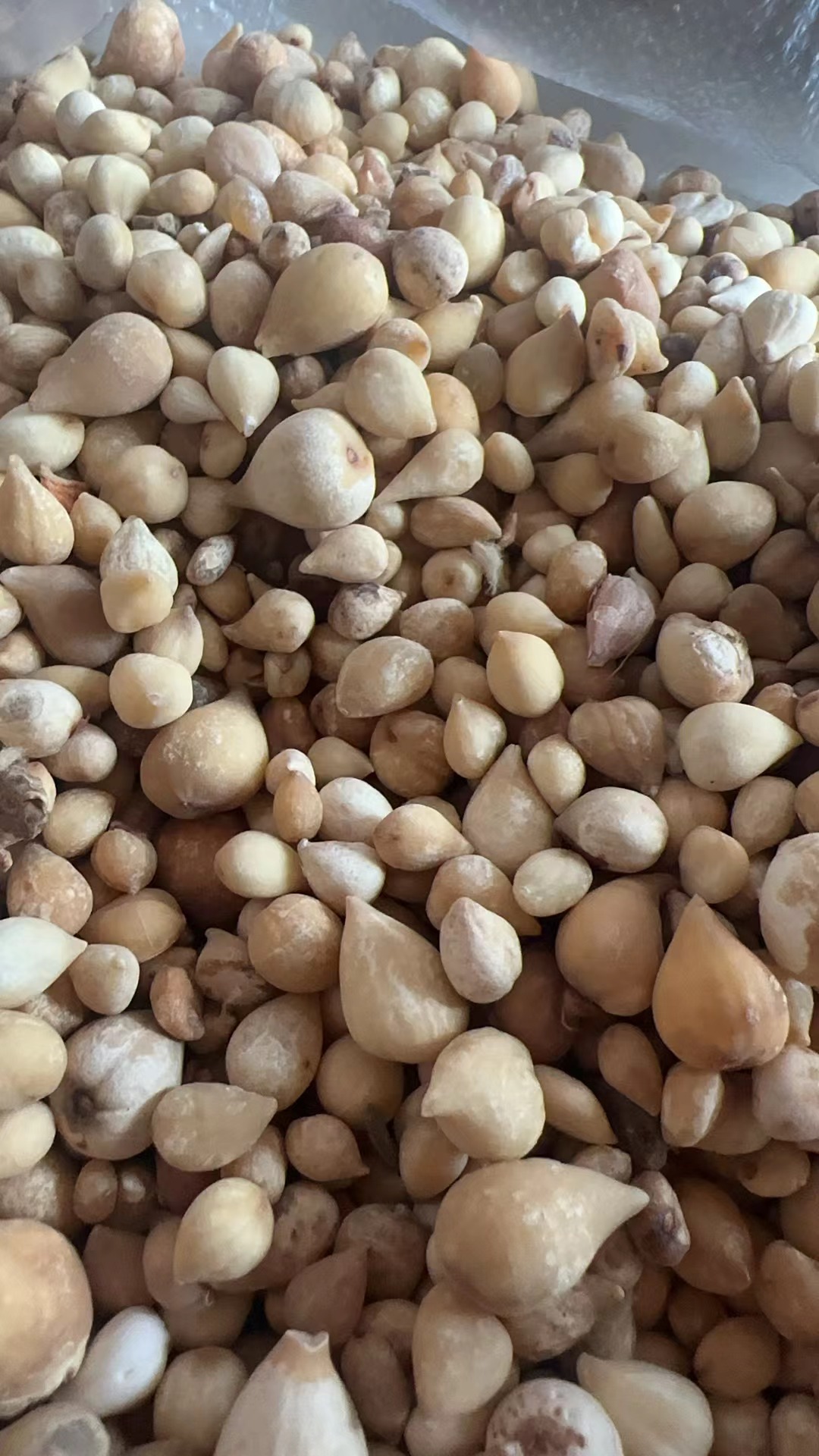 【小张助农山货】现收土特产~滇~秋子150克起