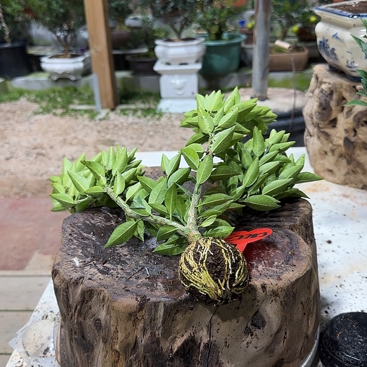 坏***直播间八房柑一物一拍