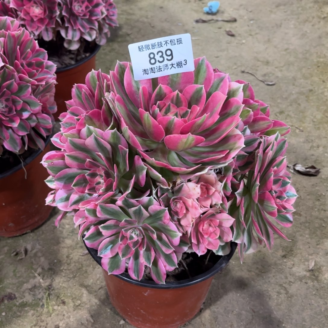 839粉女巫多肉植物法师