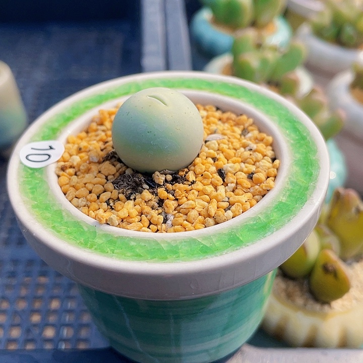 一物一拍………鸽子蛋10