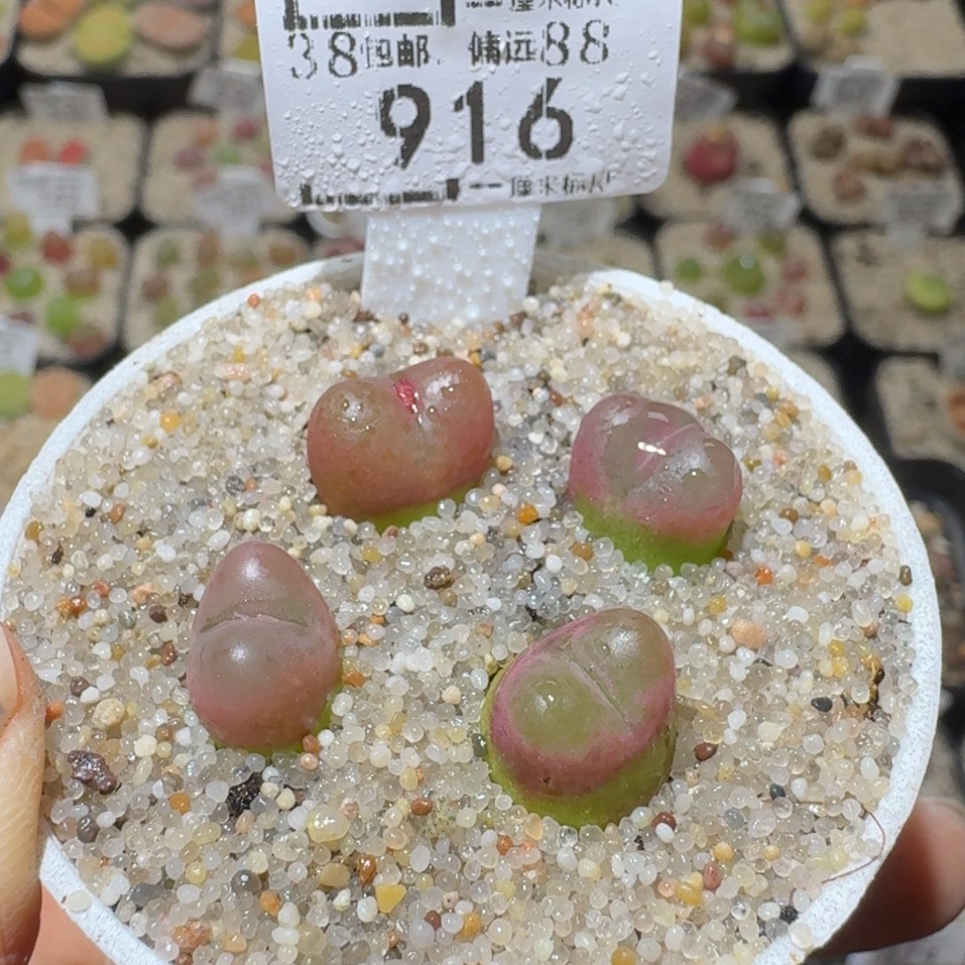 Sss清货了全便宜了916