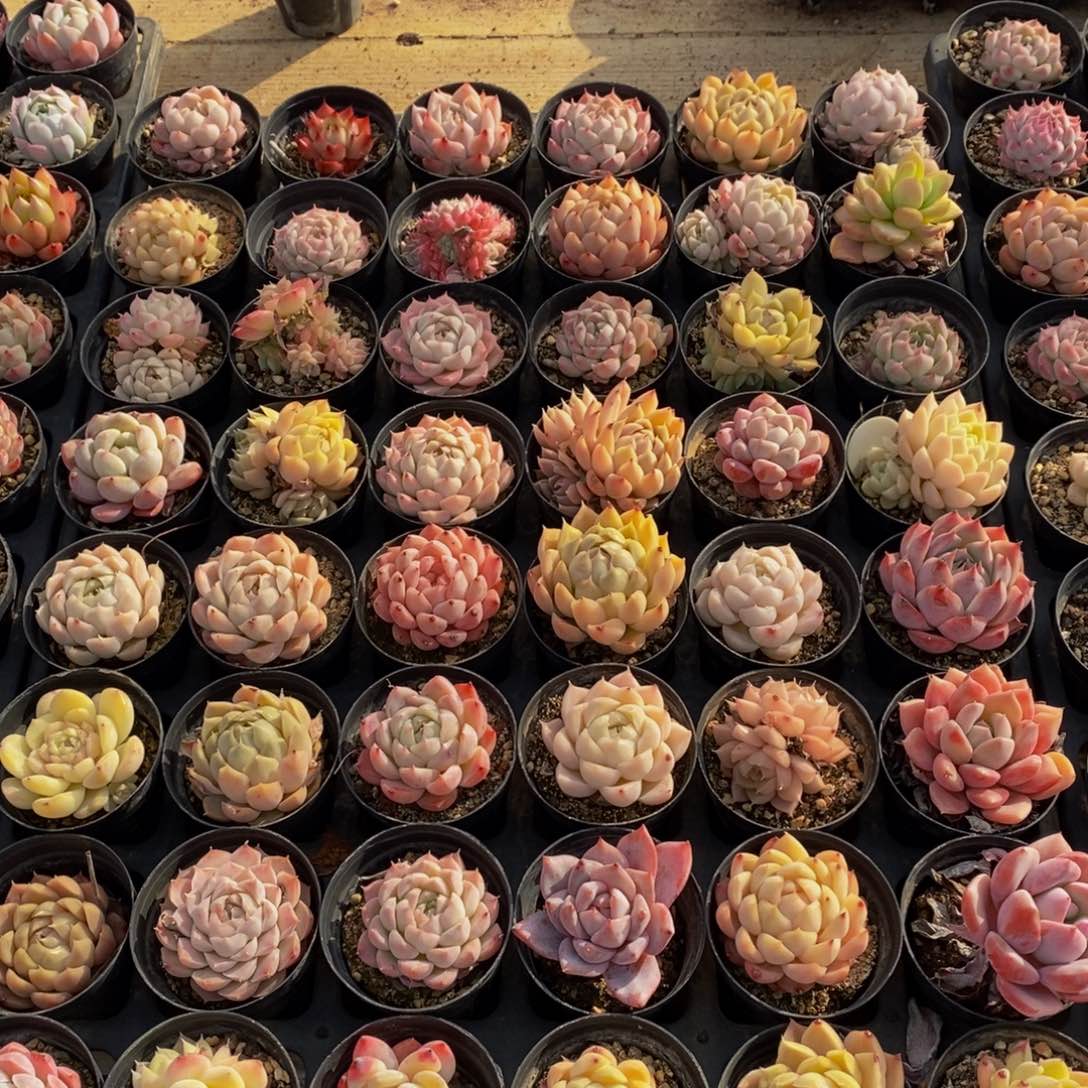 439的人生态度是如此