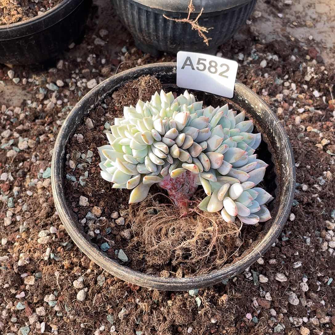 太***难582多肉植物多肉植物