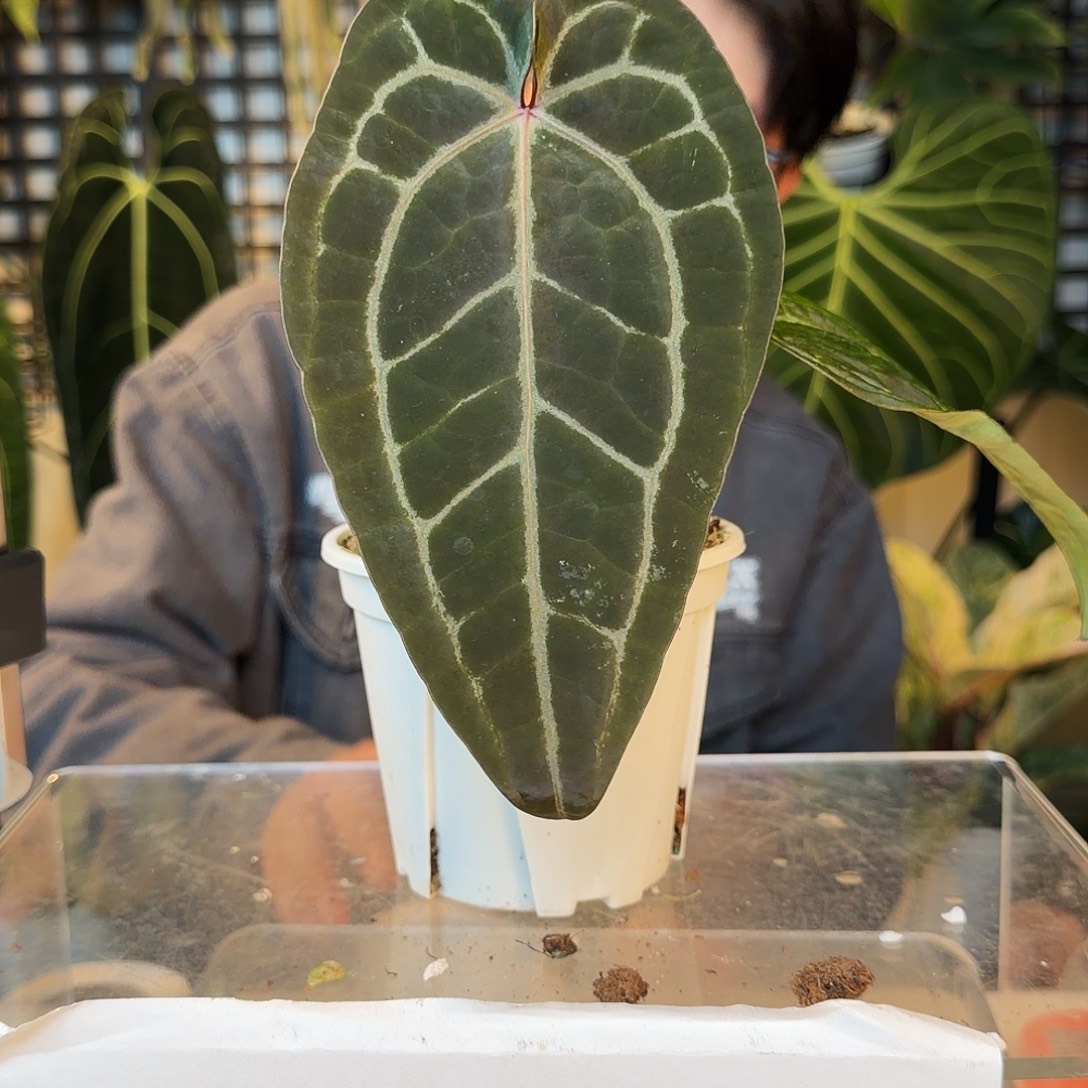 完全开放P140 印尼寡妇