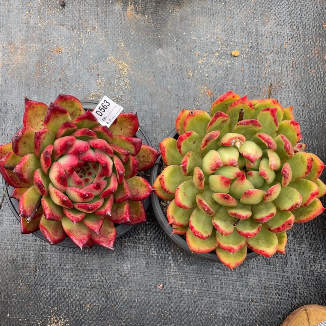 无花朵若如东云组拍D563