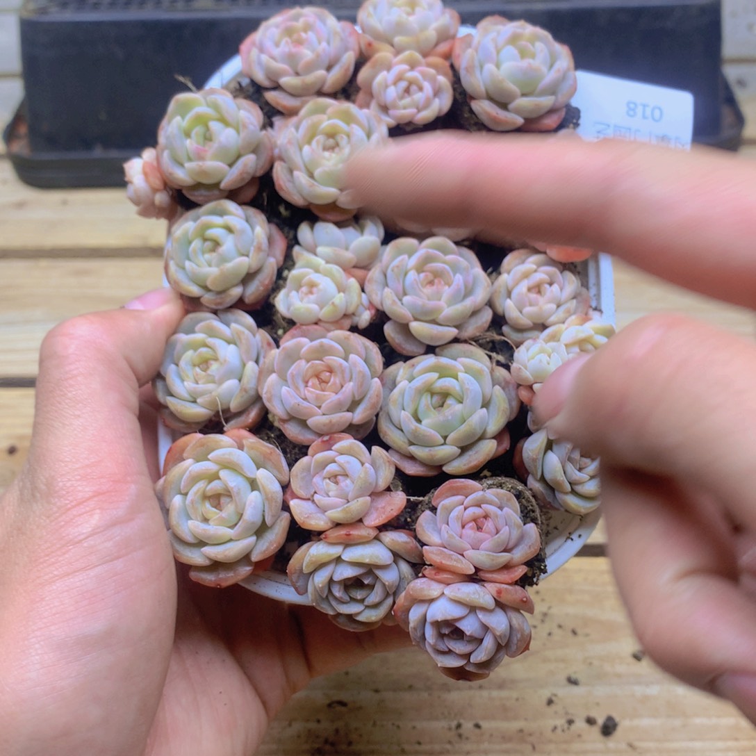 红色恋人量拍啊018