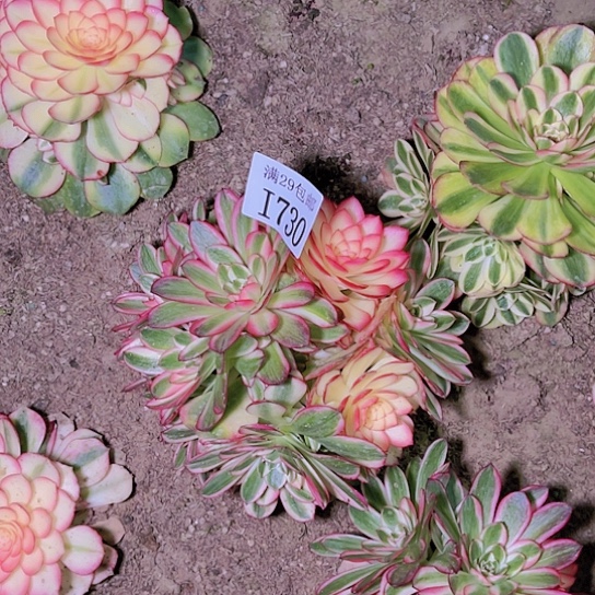 730荔枝多肉植物