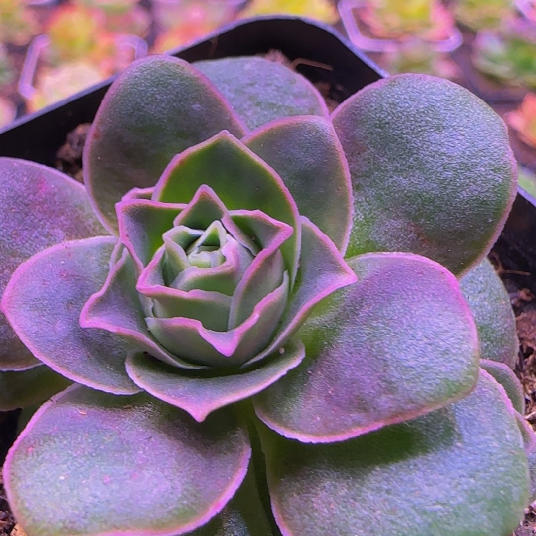 紫茱萸13534356567353