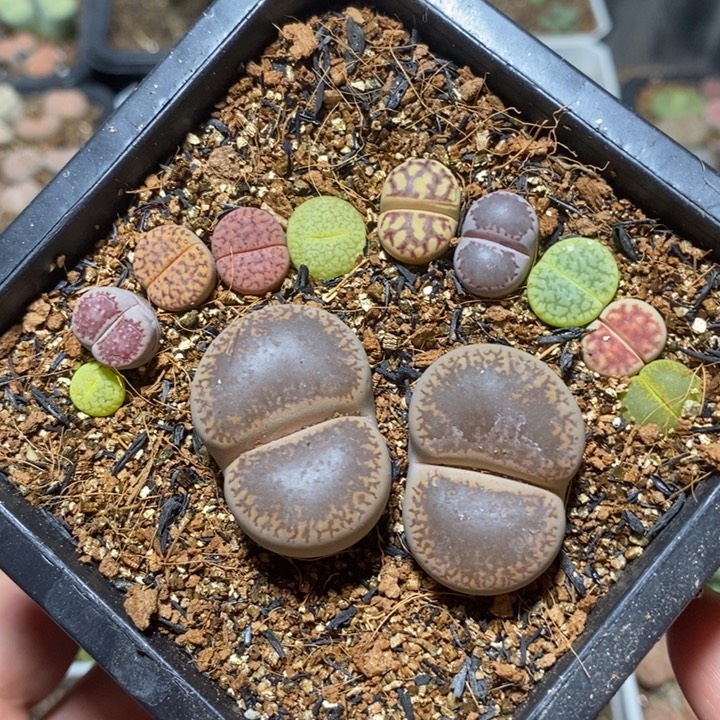 优选一双大脚丫特价