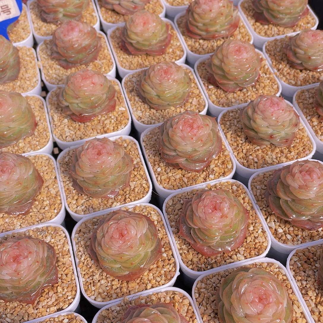 量拍76号 冻唇蜜珍妮单头一个