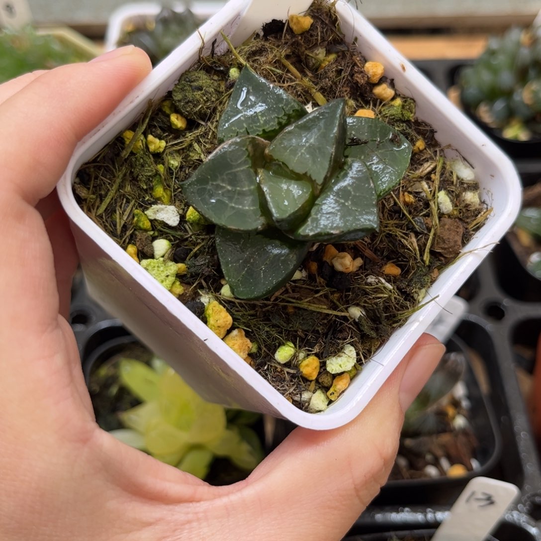 16龙喜氪一物一拍