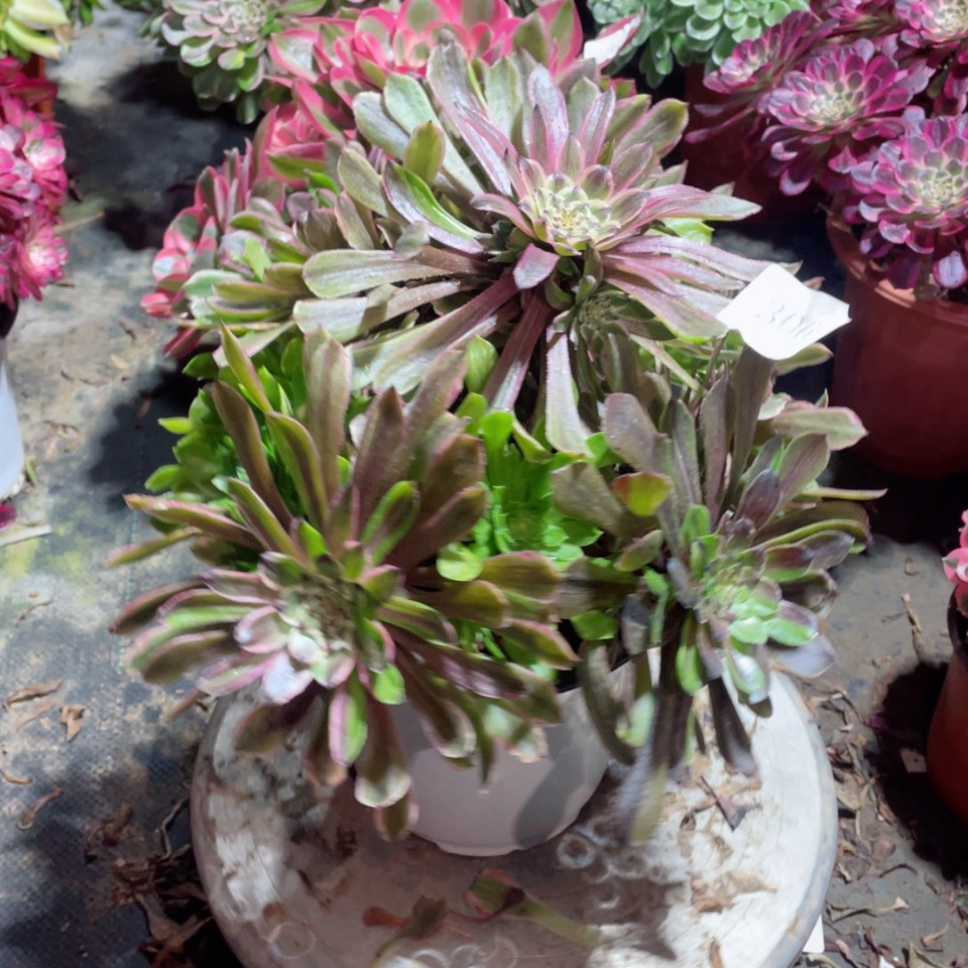 多肉植物粉黛306