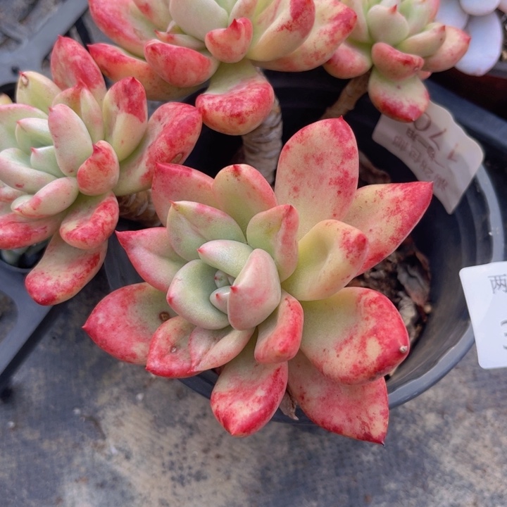 奶油鳄梨330多肉植物