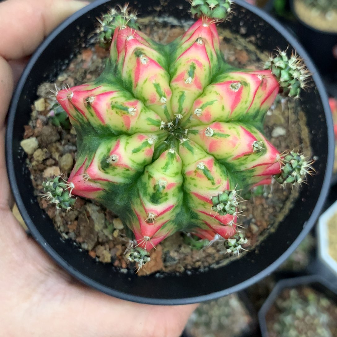 仙人球米哈好彩侧牙