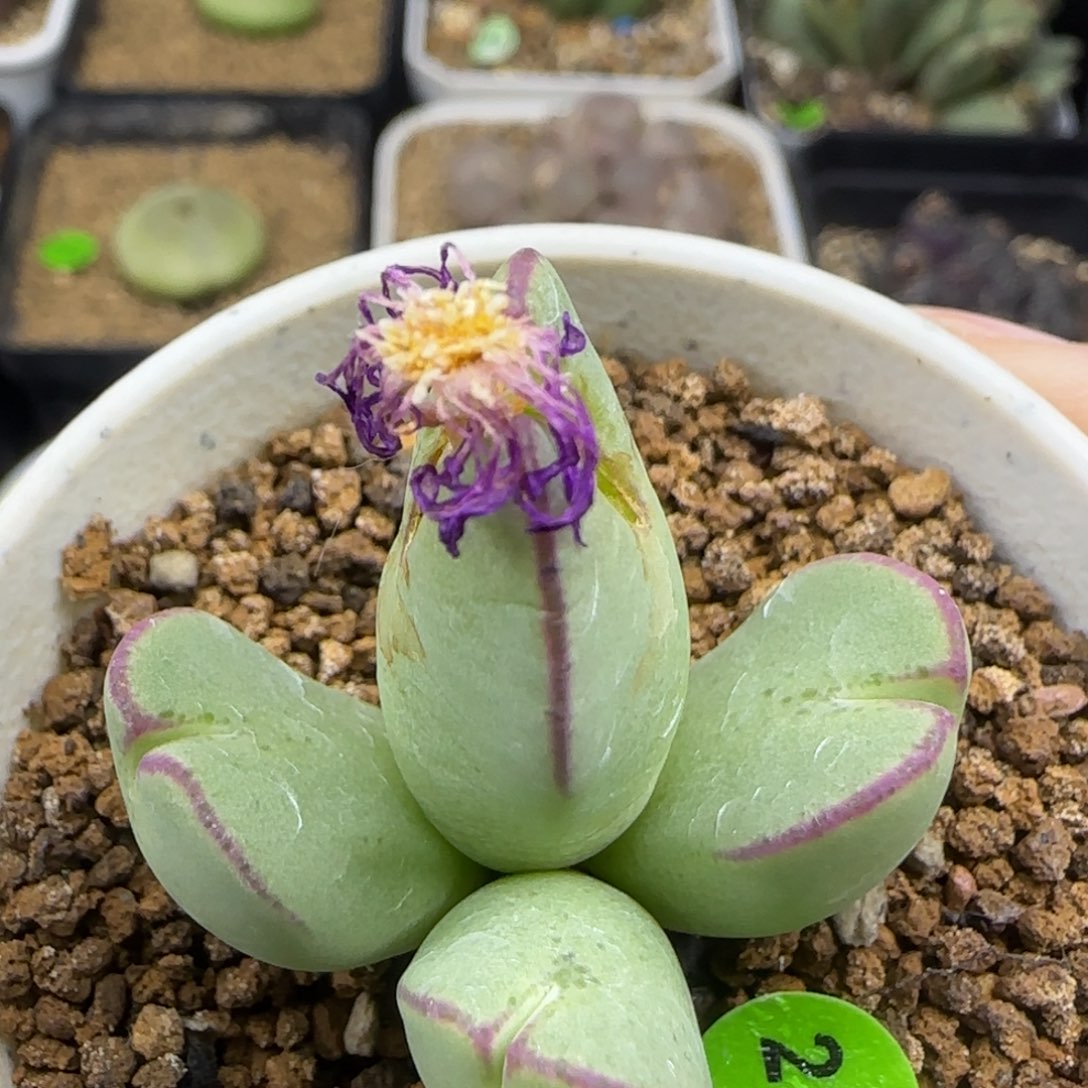 红边托马斯手工水饺群217